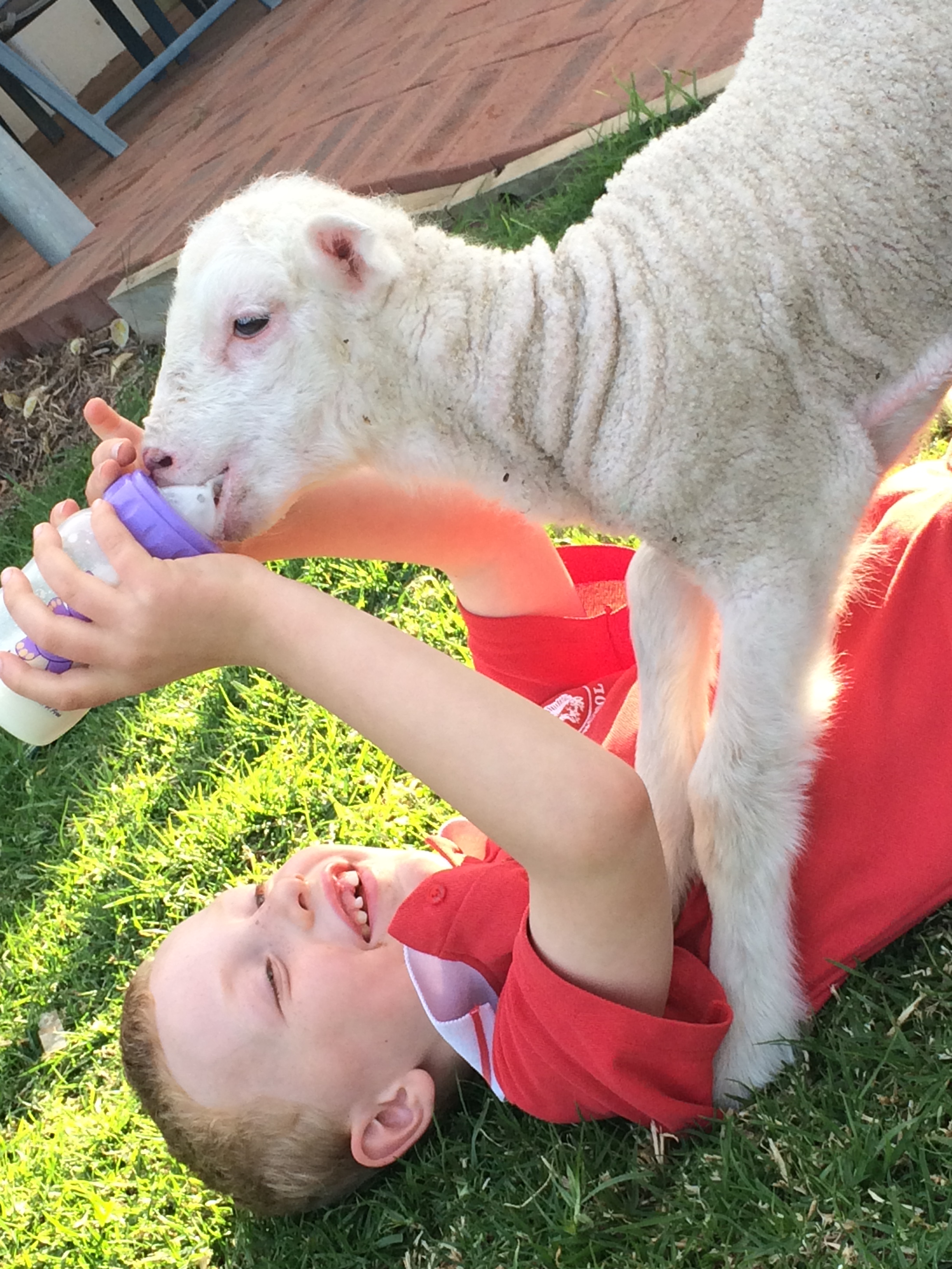 The Farm Co Guide to Rearing Pet and Orphan Lambs
