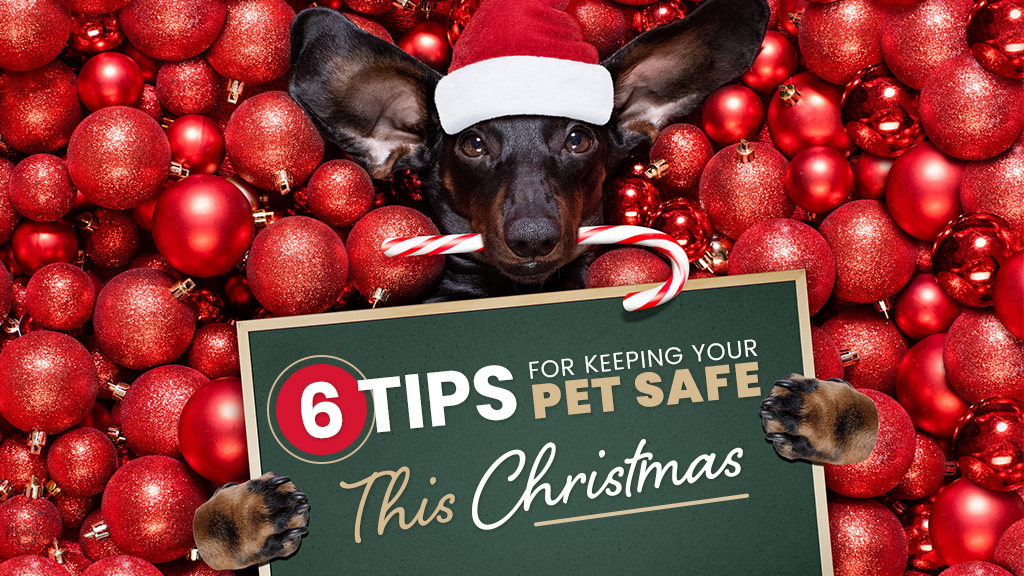 Keep Your Pet Safe At Christmas With These 6 Helpful Tips
