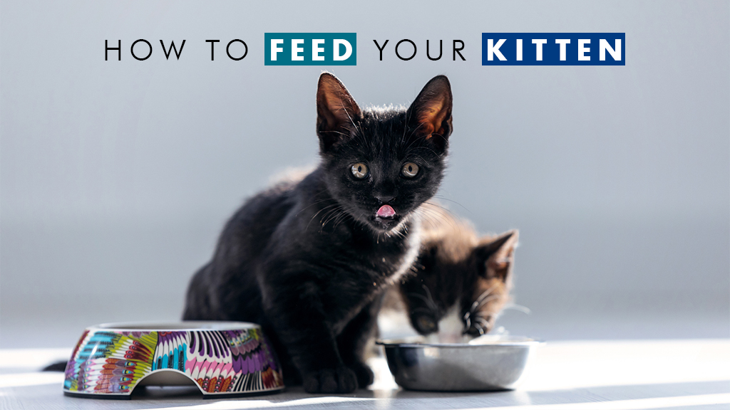 when to feed your kitten