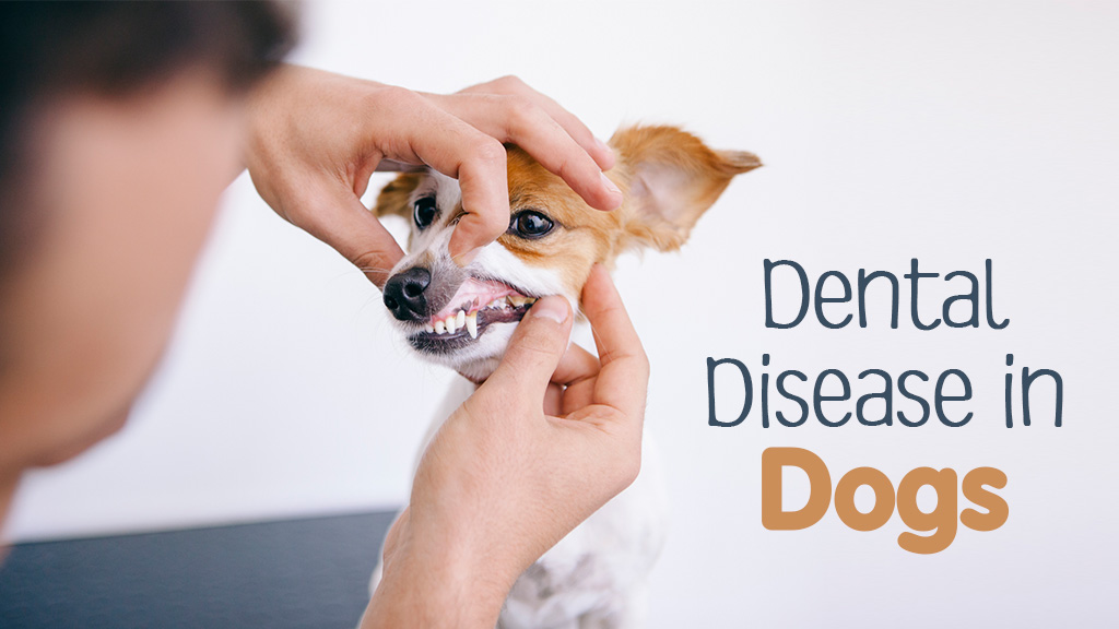 How Is Dental Disease In Dogs Treated
