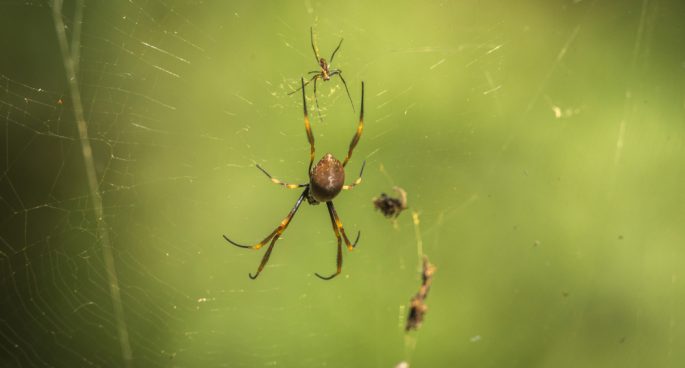 spider silk the future