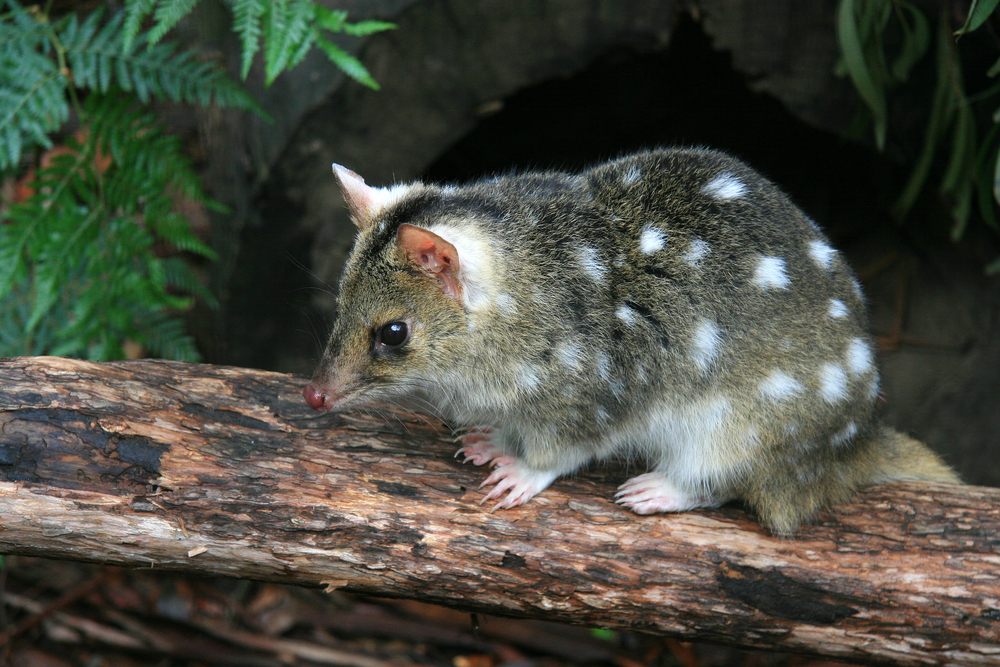 First Eastern Quolls born in wild on mainland Australia in 50 years 2ser