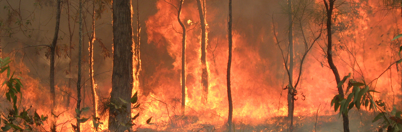 Trees burning furiously in a bush fire