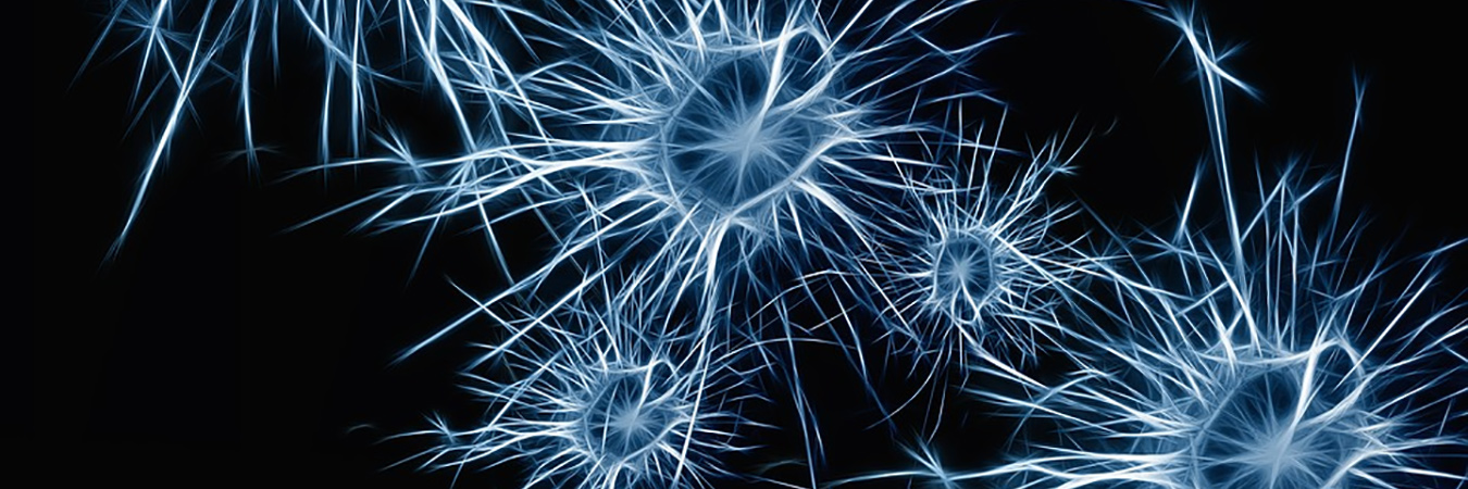 Neurons