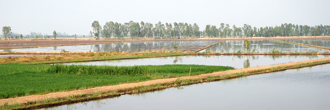 Rice Paddy
