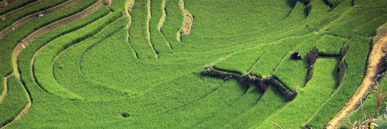 Vietnam terraced hills