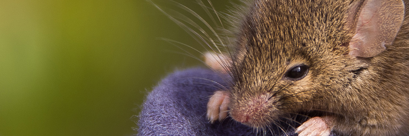 SR124 - Mouse that roared - banner
