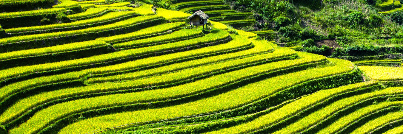 Vietnam paddy fields