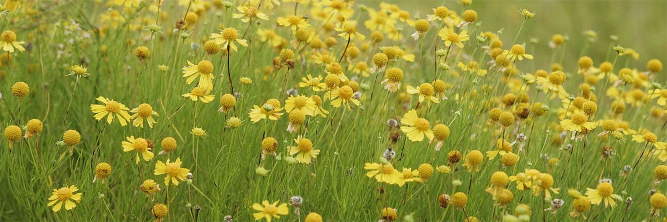 Flowers in field