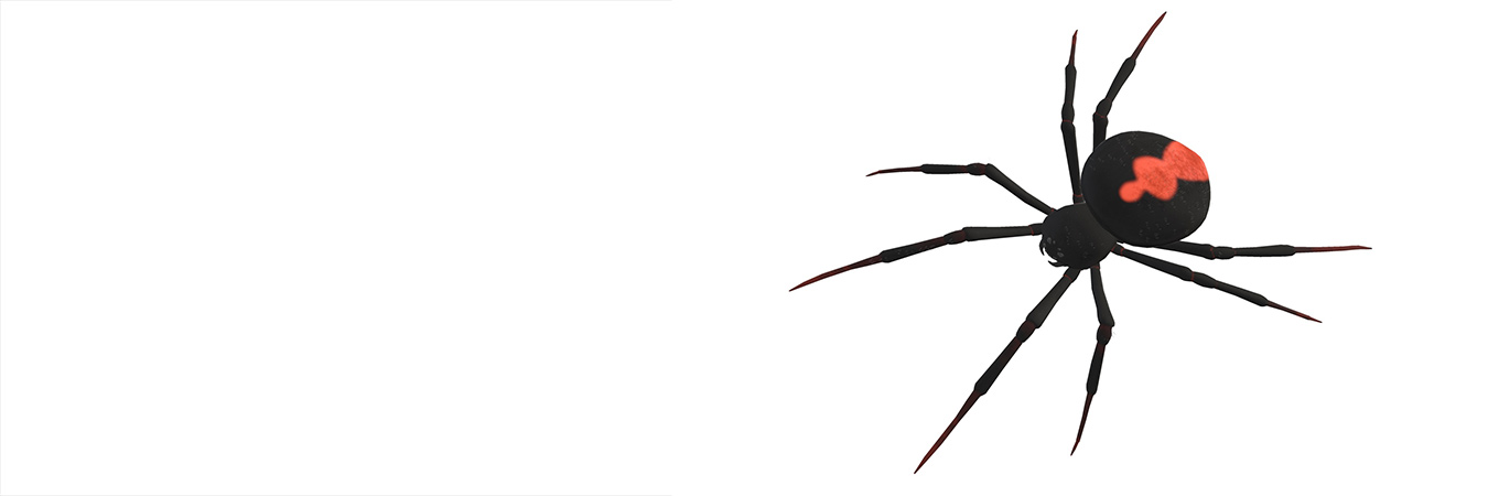 Spider banner