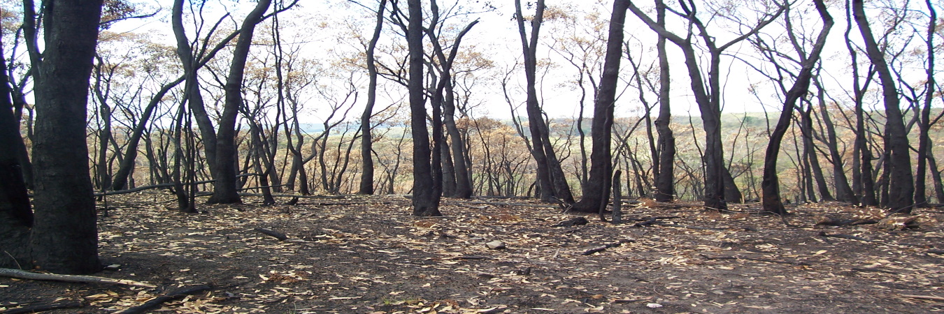 Banner bushfire