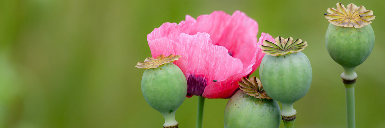Opium poppy