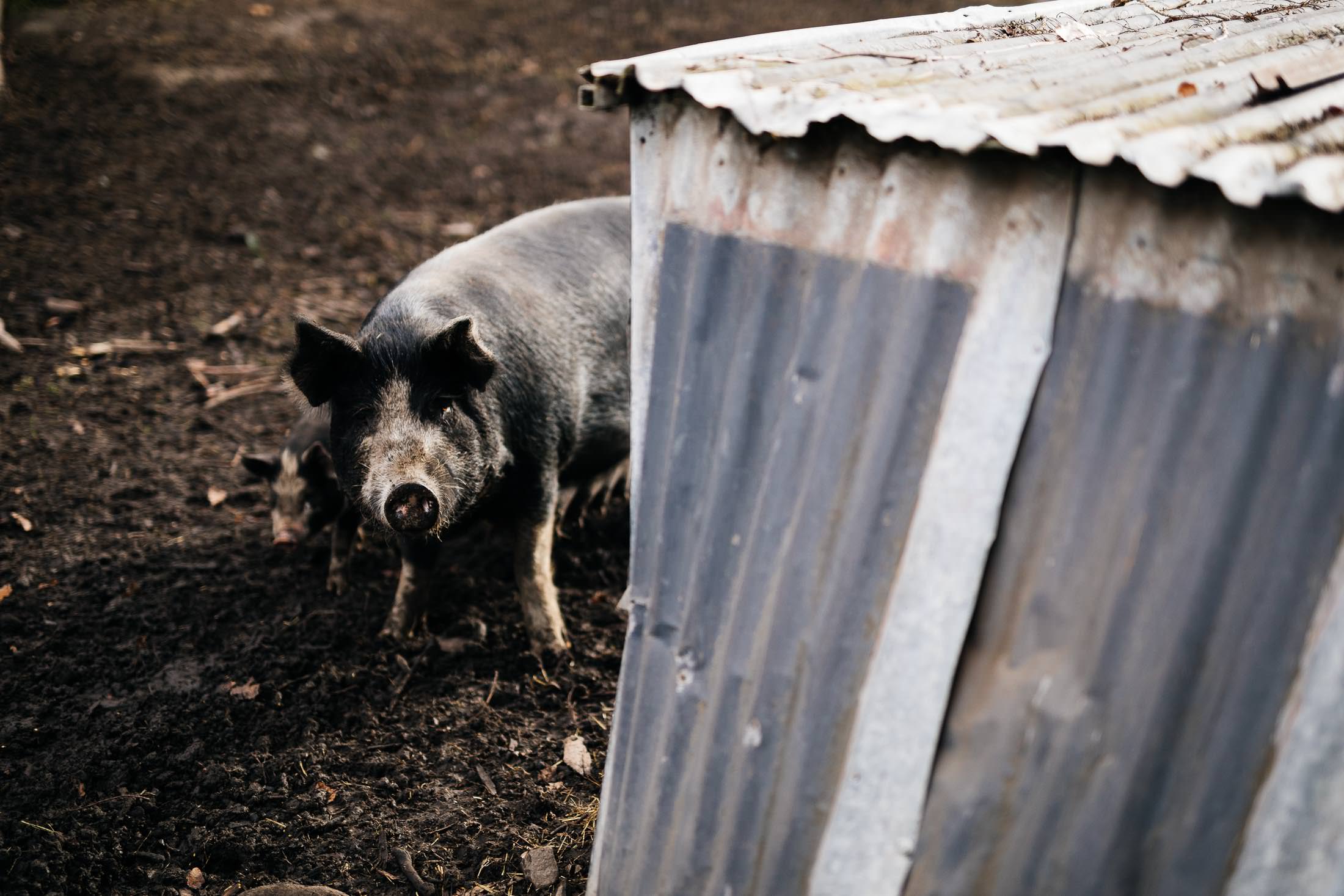 AGRARIAN KITCHEN 7