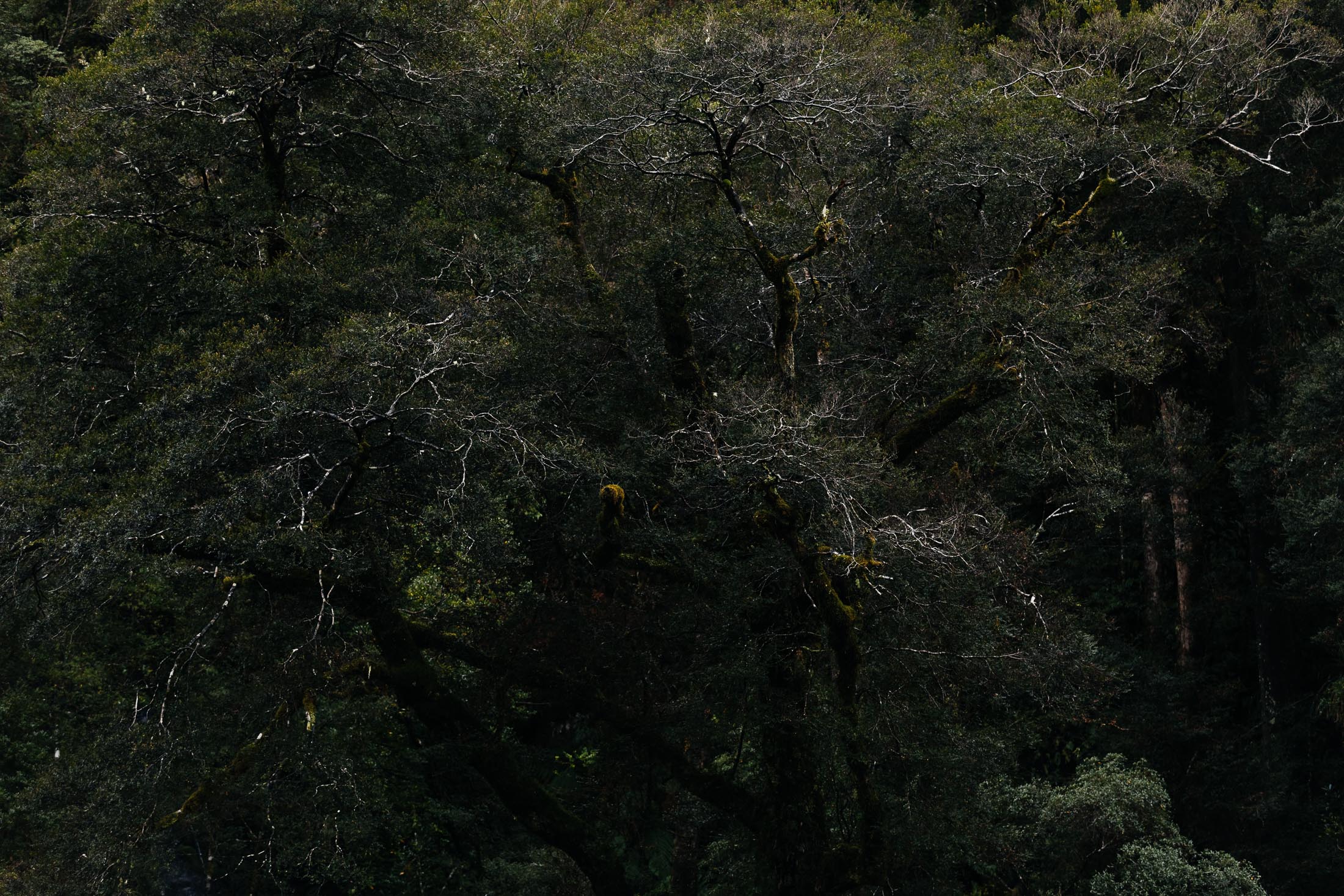 SPIRIT OF THE WILD 4