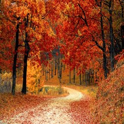 Chris Ling - Autumn