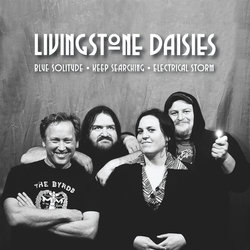 Livingstone Daisies - Blue Solitude