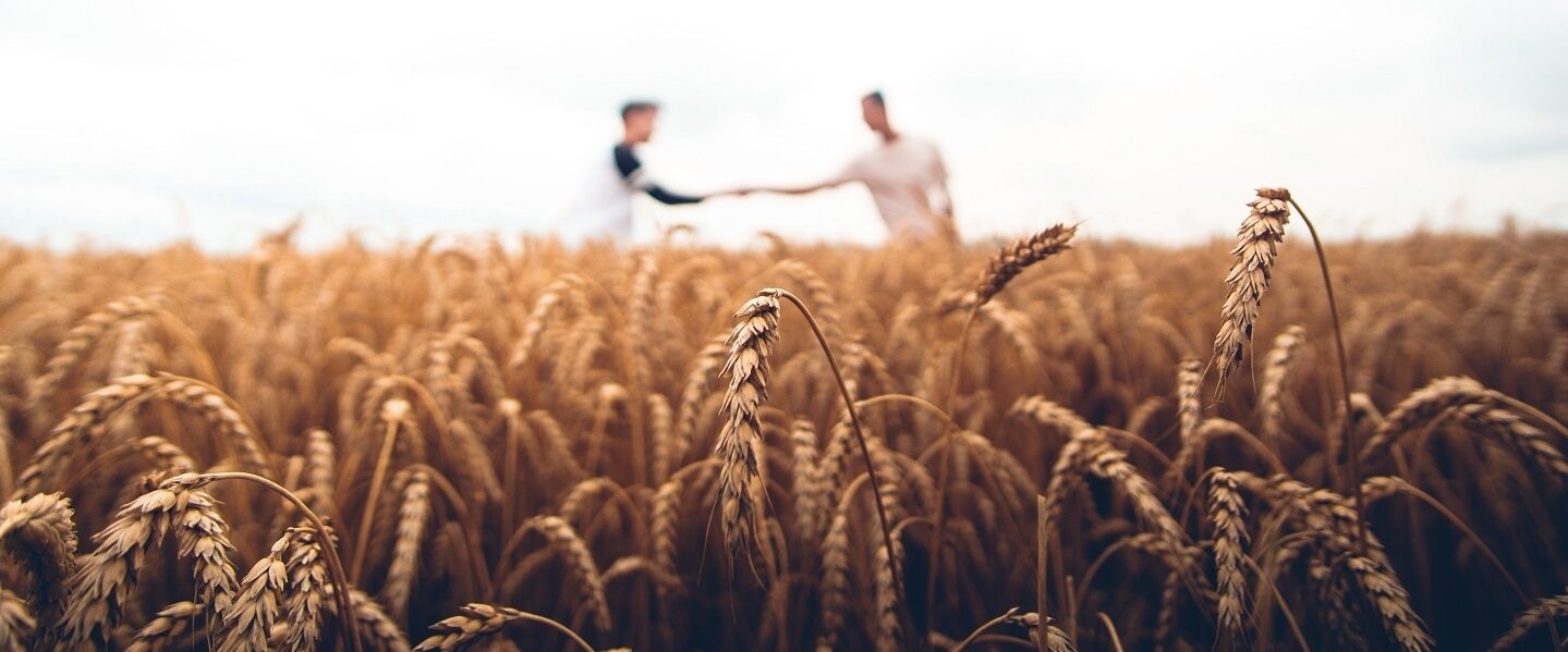 Harvest by warren wong unsplash banner