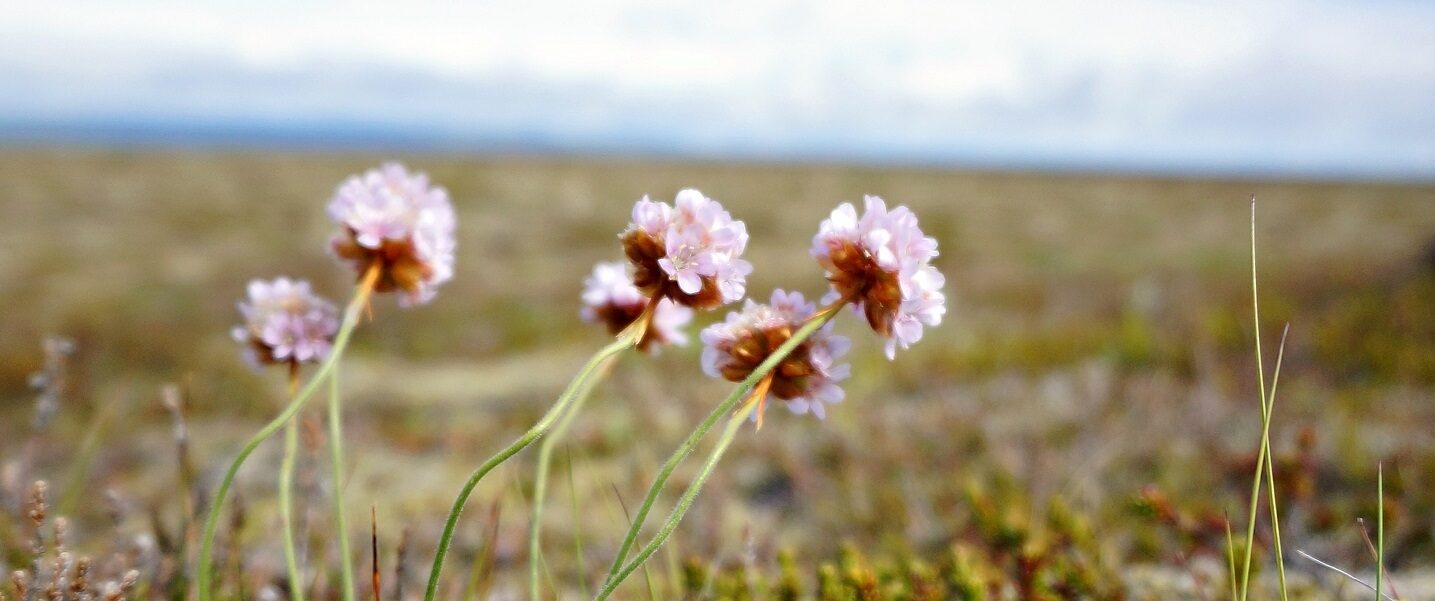 Pink flowers weeds in field blue sky banner