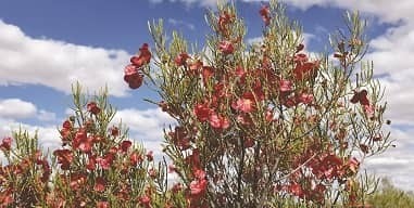 From the Goldfields: Flowers