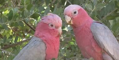 From the Goldfields: Birds