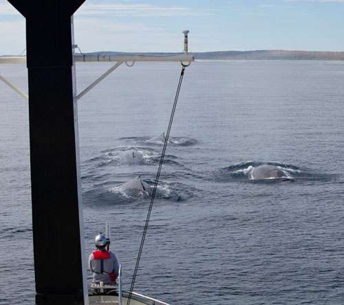 RV Whale Song at sea with a pod of four whales at the bow