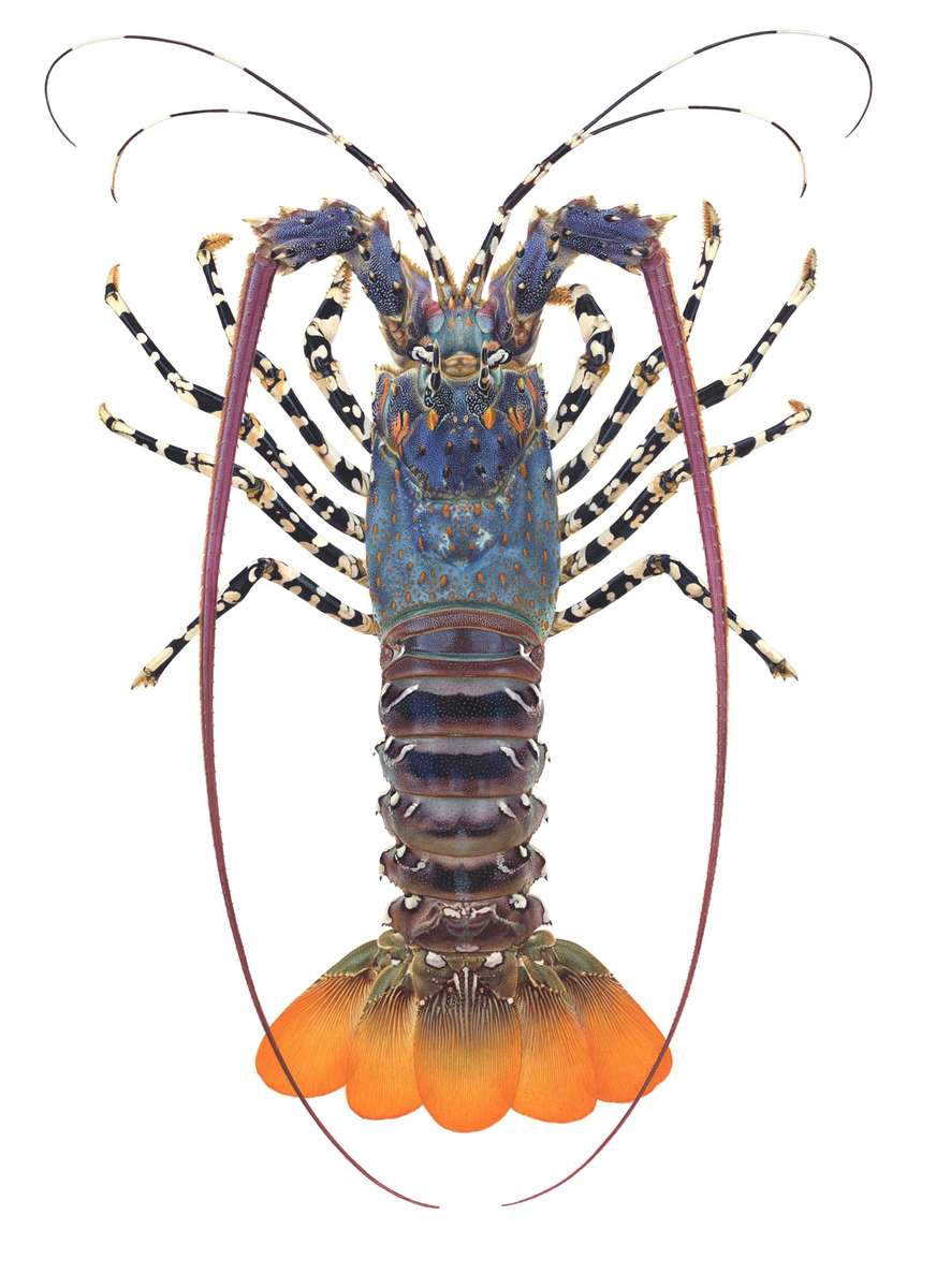 swainston lobster swainston lobster