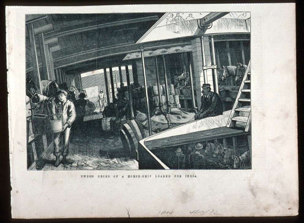 A Horse-ship loaded for India Illustrated Australian News 4 October 1882 "Shipping horses to India"