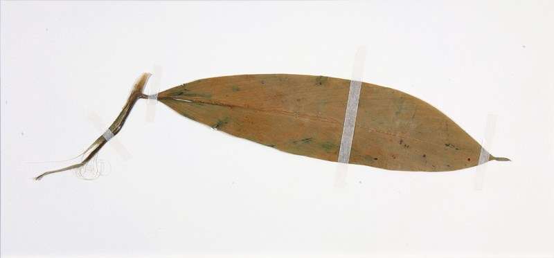 DartDiaryLeaf Pressed leaf accompanying the diary ANMM 00048026