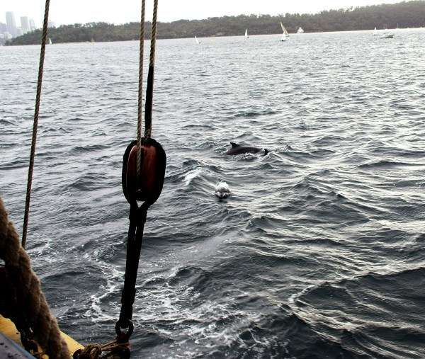 Photograph of dolphins swimming in Sydney Harbour