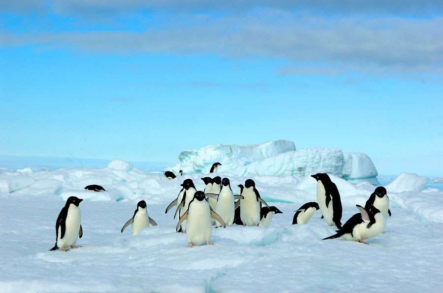 Group of penguins on icy landscape