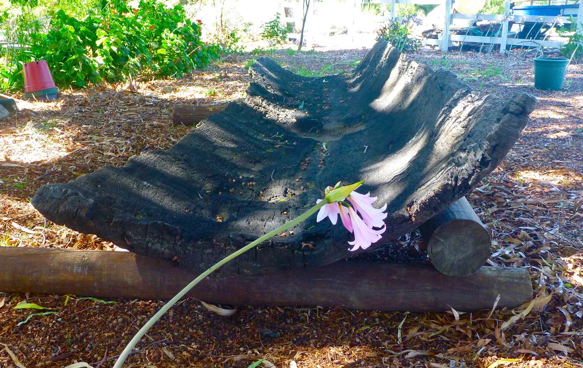 The red gum log boat at Wahgunyah. Image by David Payne