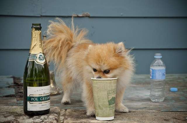 Lulu celebrates the launch (with a glass of water). Photo by ANMM photographer Zoe McMahon