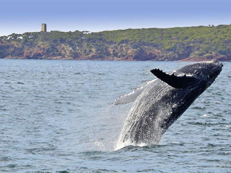 Humpback whale near Eden