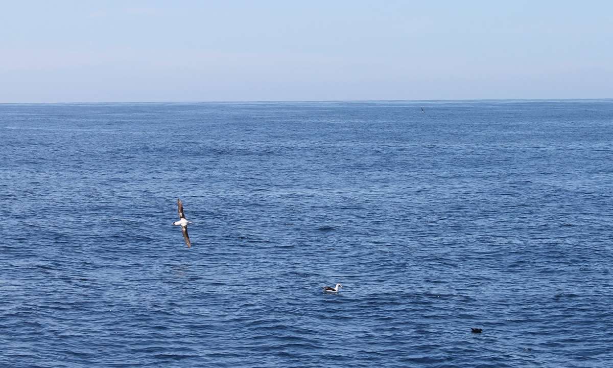 Albatross and shearwater from onboard Endeavour. Credit Suzannah Marshall Macbeth