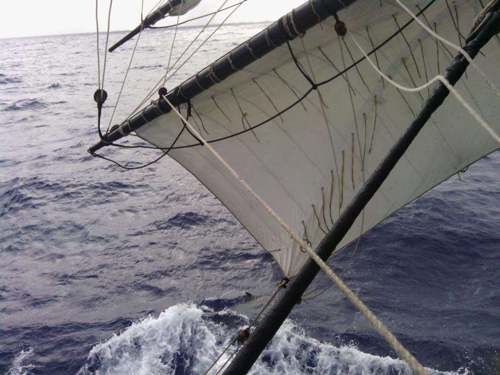 Dolphin frolicking in the bow wave