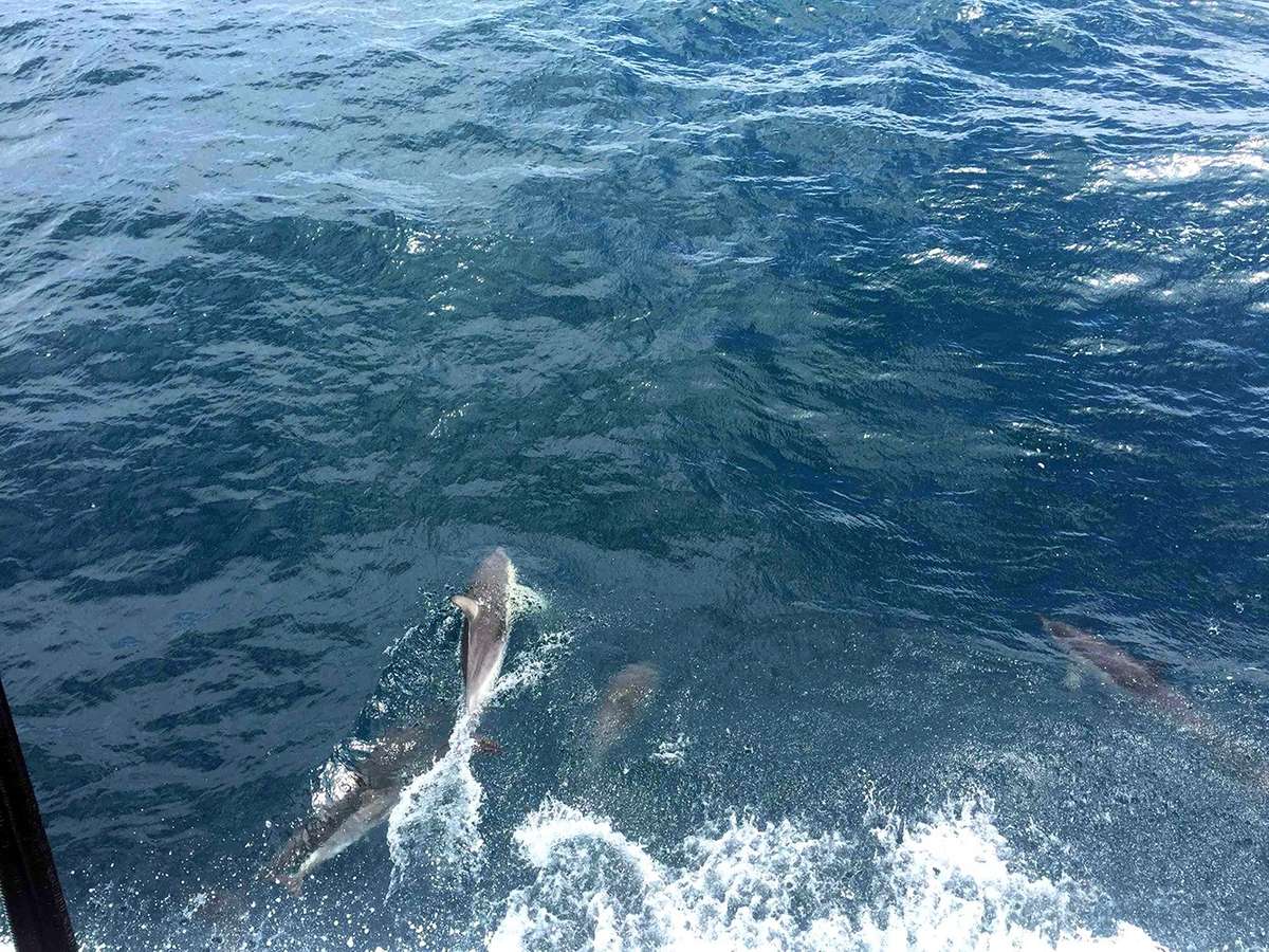 Dolphins surfing our bow wave