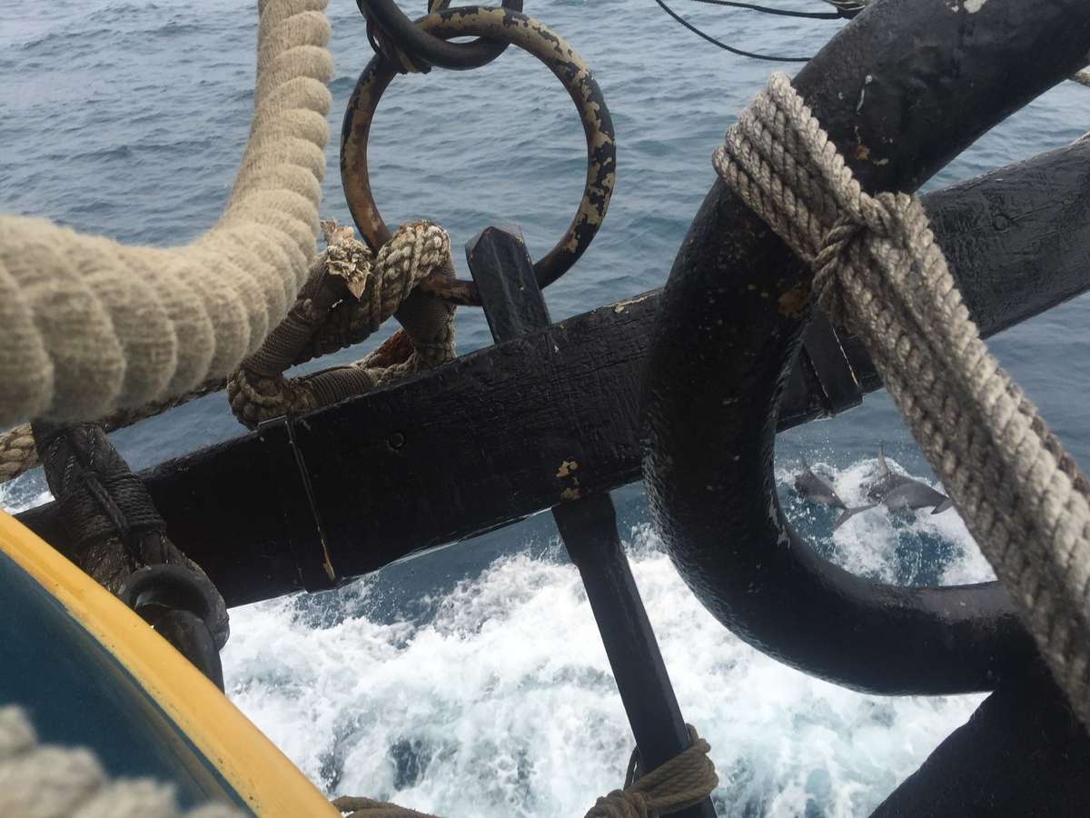 day9_dolphinsInTheAnchorRing