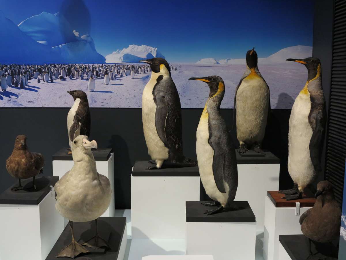 Collection of penguins. Image: Kate Pentecost /ANMM.