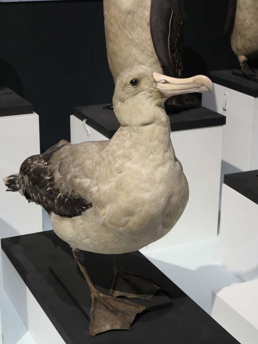 Albatross. Image: Kate Pentecost /ANMM.