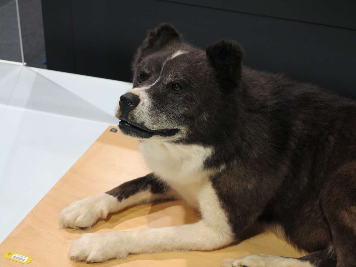 Dog. Image: Kate Pentecost / ANMM.