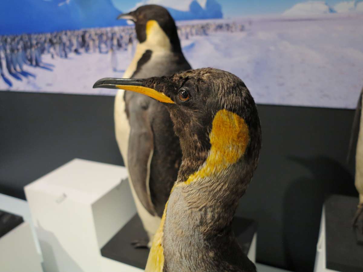 Detail of the taxidermy. Image: Kate Pentecost /ANMM.