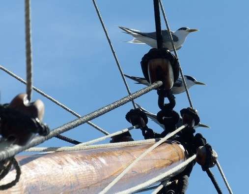 Trio of terns. Image: ANMM. 