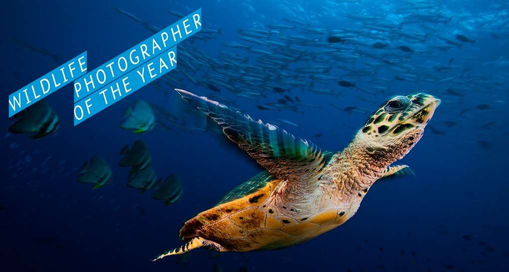 Learning macro photography from the pros at the Wildlife Photographer of the Year exhibition. Image: © David Doubilet (United States), Turtle Flight (detail) .