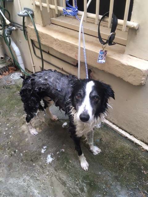 Bath time. Image: ANMM.