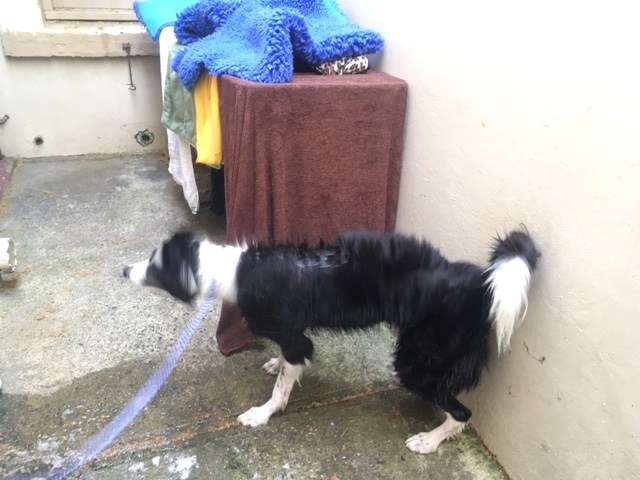 Bath time. Image: ANMM.