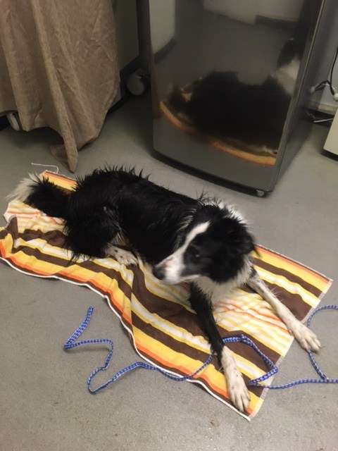 Bath time. Image: ANMM.