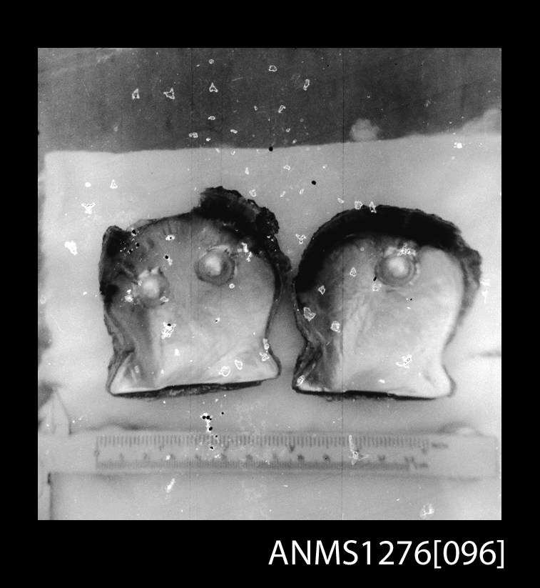 Denis George also pioneered the culture of pearls from Pteria penguin, a bivalve known as butterfly shell, which was not then a recognised pearl shell. Image: © Estate of Denis George / ANMM Collection ANMS1276[096].