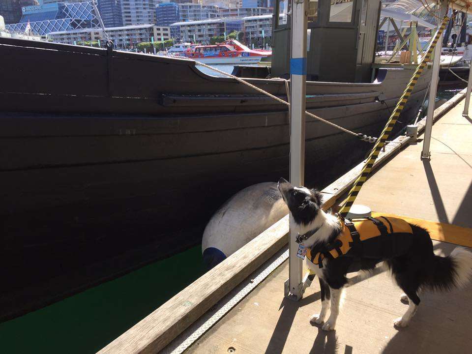 The seagulls have learnt I cannot get to them up there.... Barking at them makes me feel good but has little effect. Image: ANMM. 