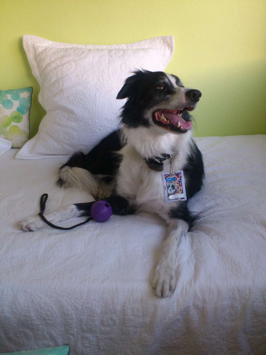 Officially, dogs are not allowed on J’s furniture. Unofficially, here I am. Being cute is awesome. Image: ANMM.
