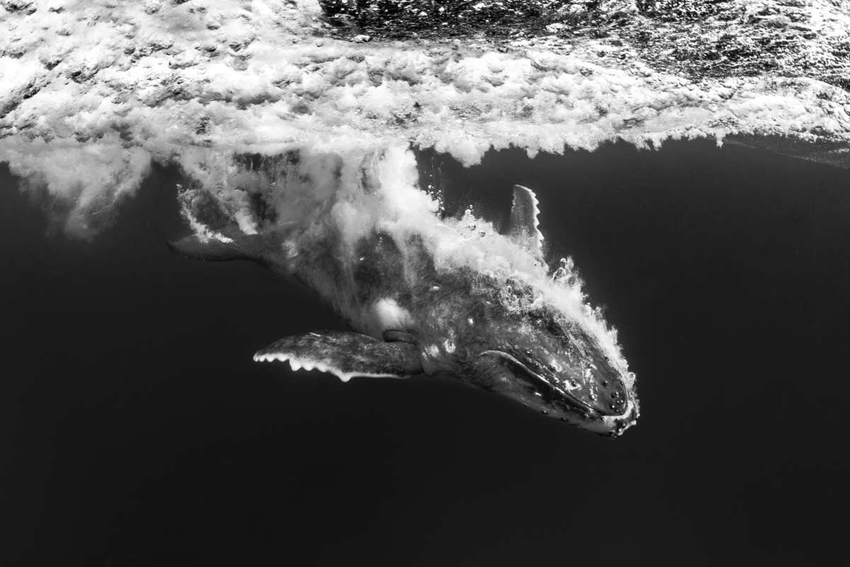 A young baby whale propels its 3 tonne body out of the water as it breaches less that a meter in front of me, the jetstream of bubbles is the trail it made as it re-entered the water.